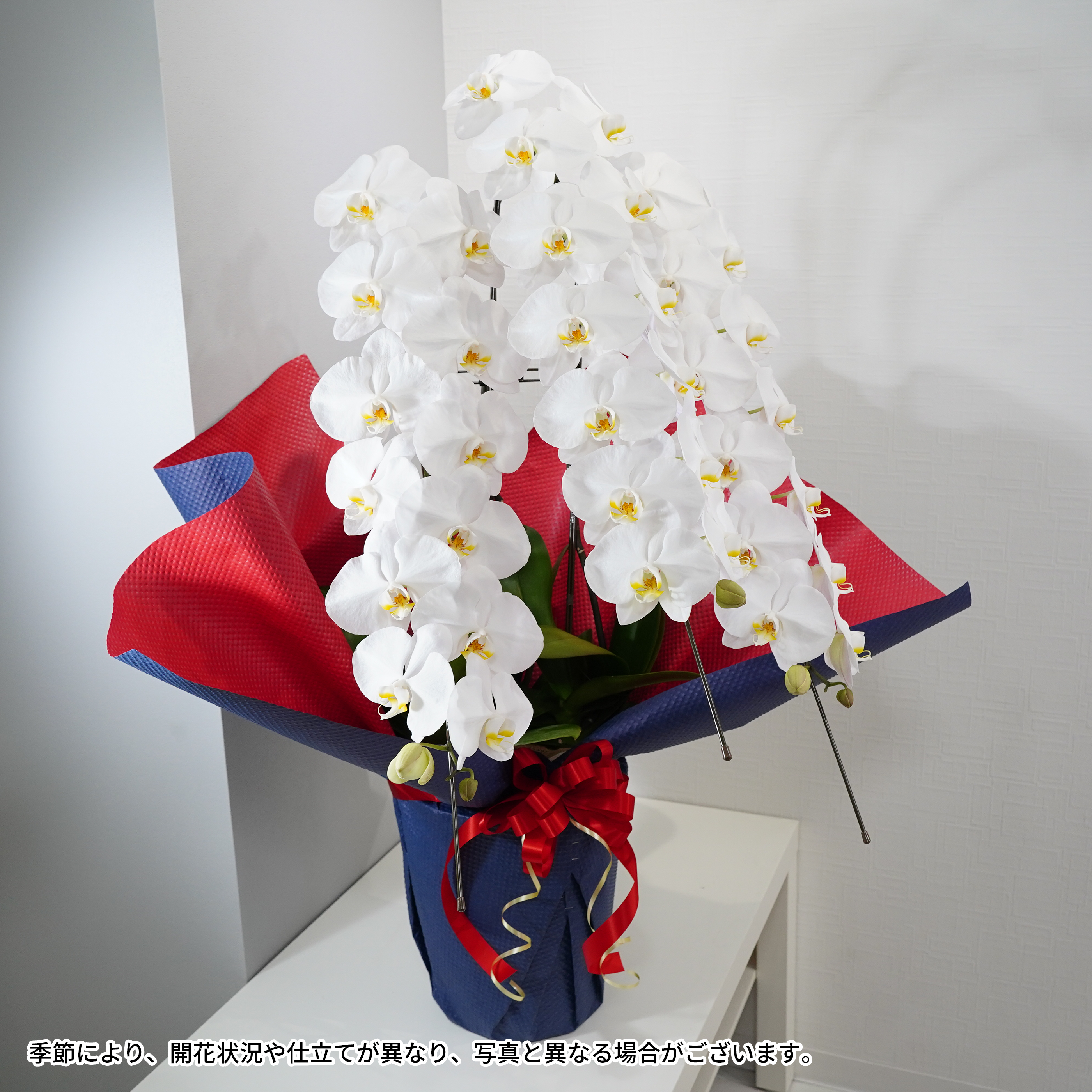 大輪胡蝶蘭3本立ち