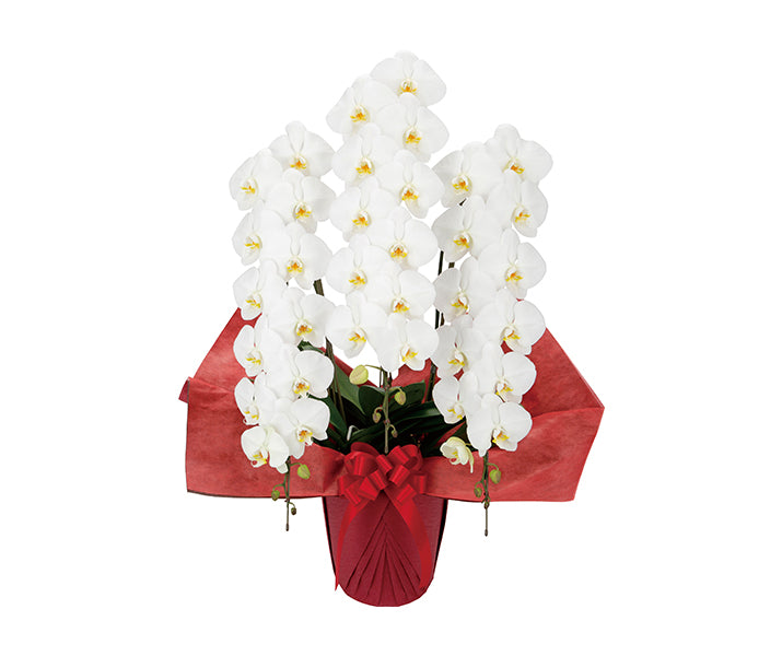 【胡蝶蘭3本立】ハイグレードタイプ