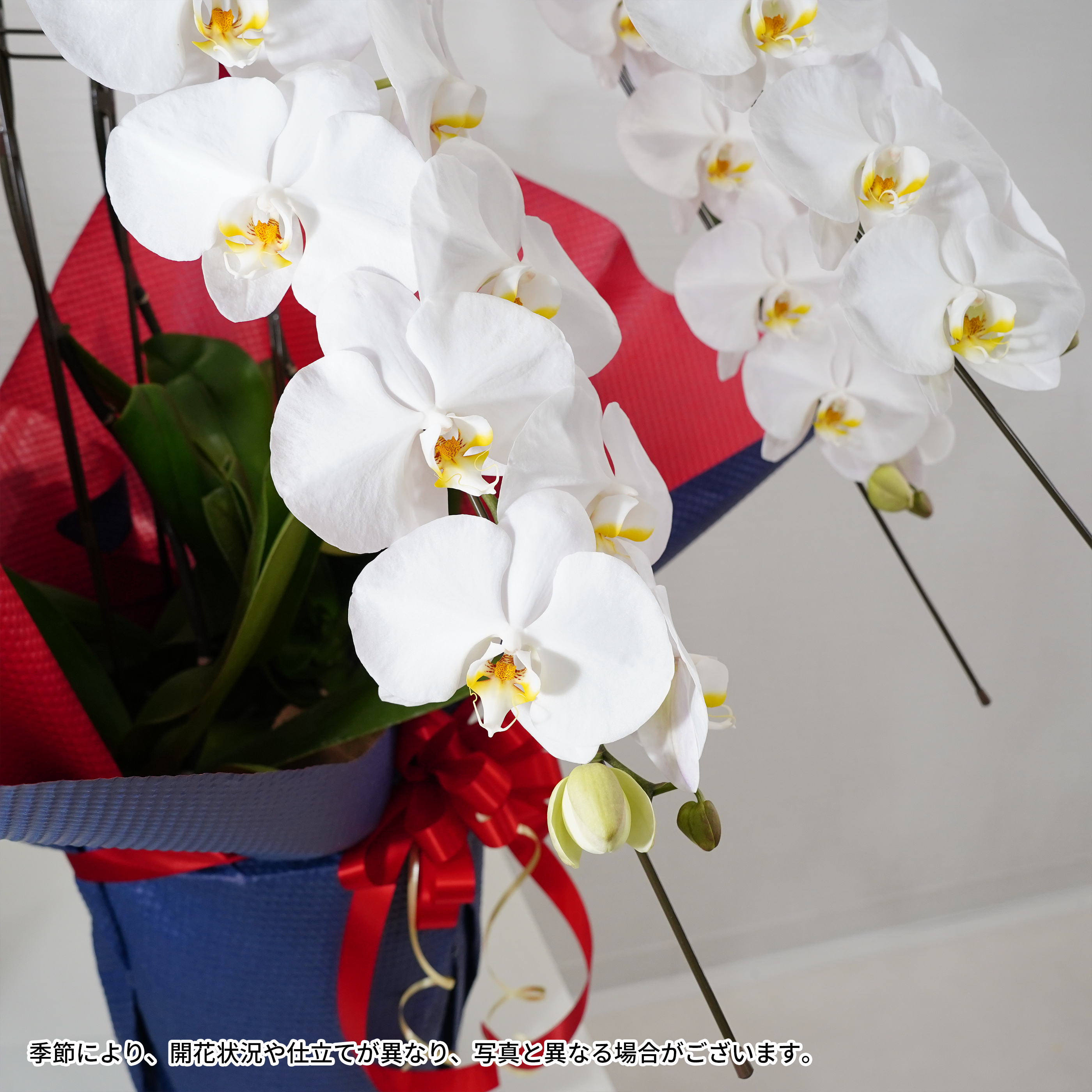 大輪胡蝶蘭3本立ち