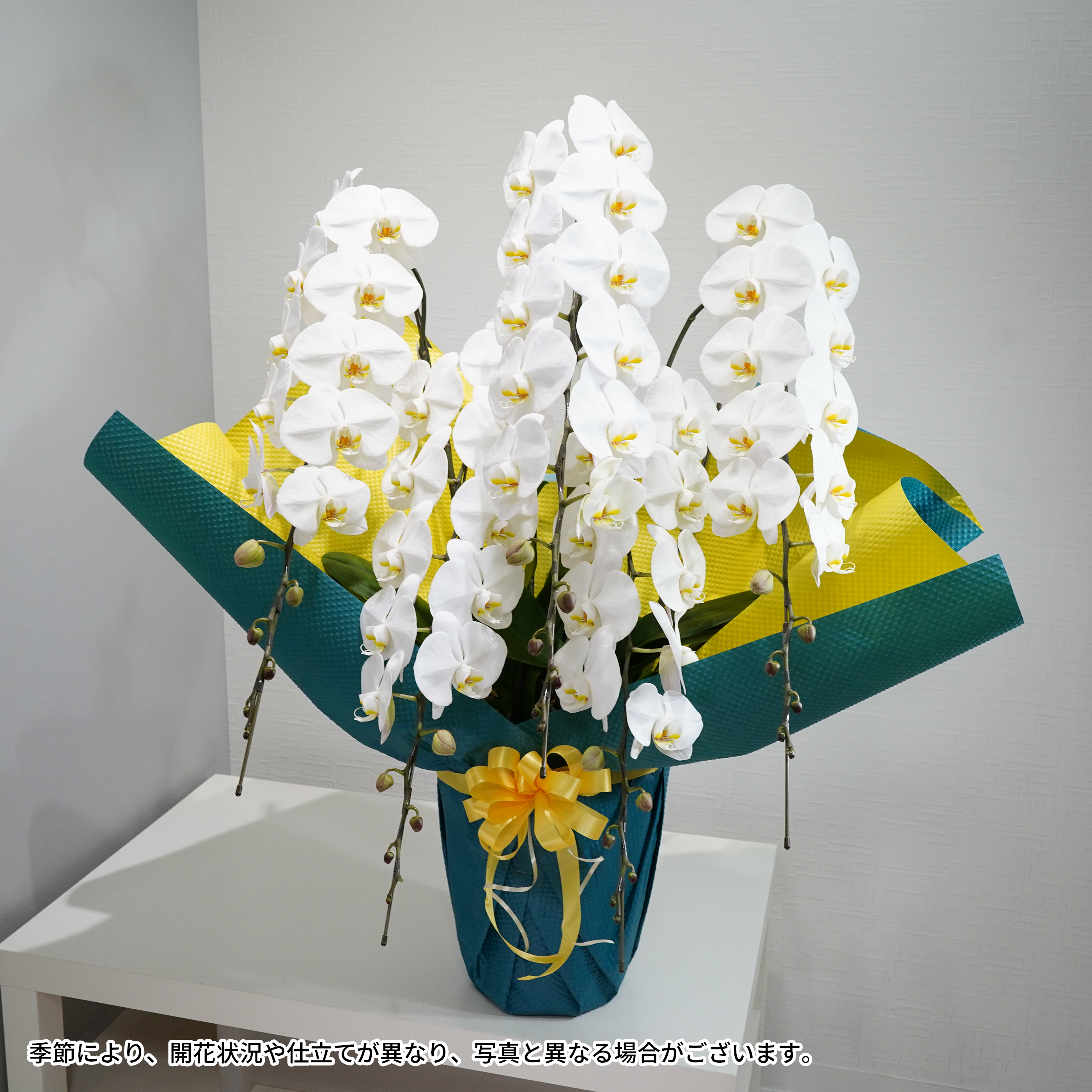 大輪胡蝶蘭5本立ち