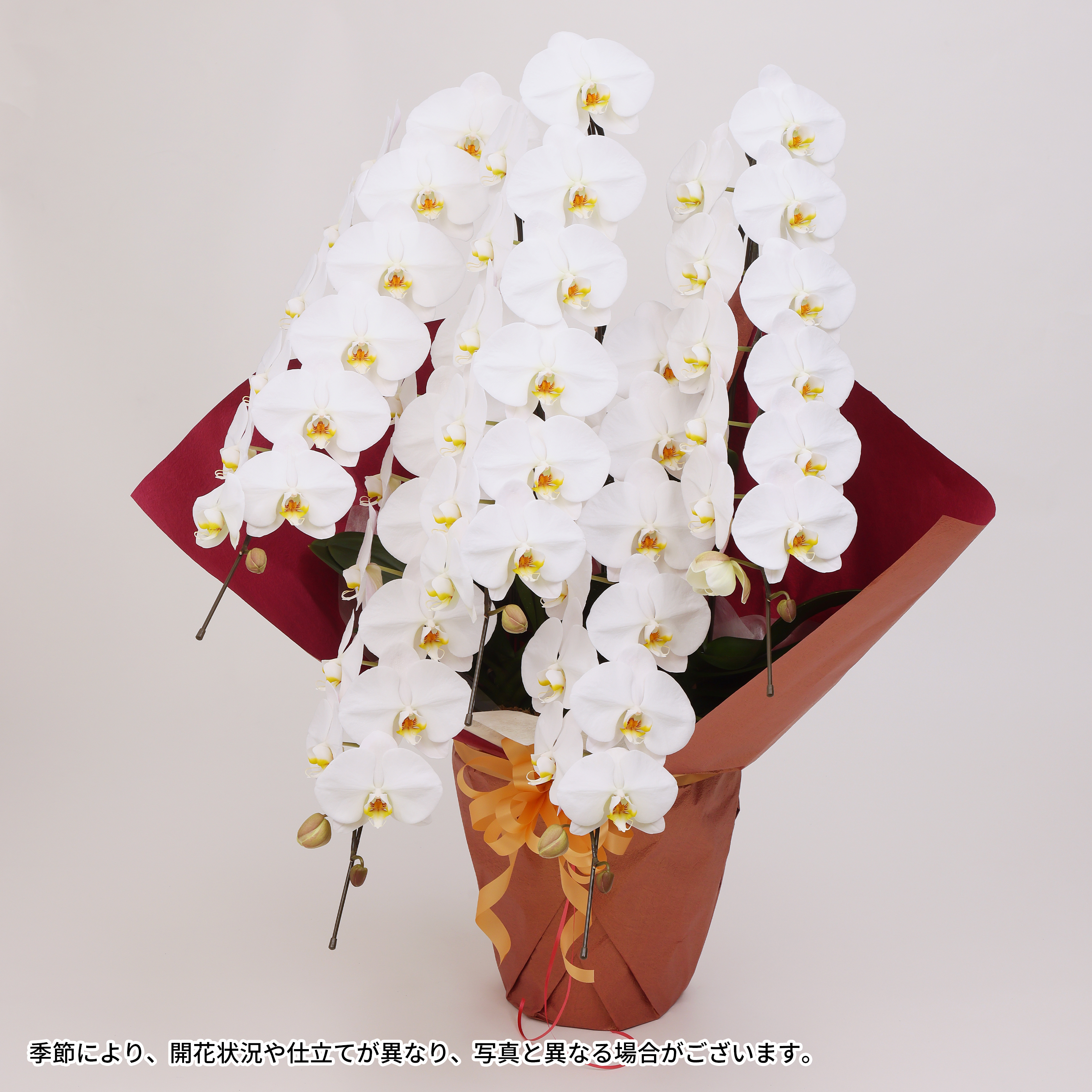 大輪胡蝶蘭5本立ち