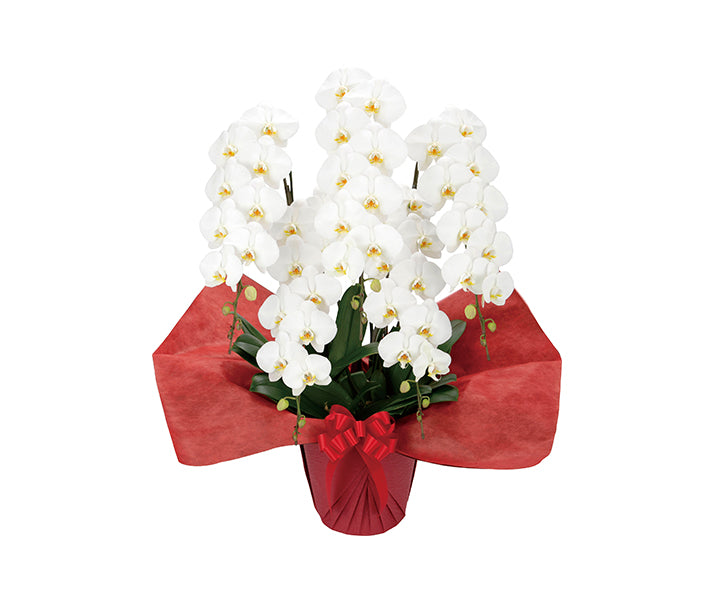 【胡蝶蘭5本立】ミドルタイプ