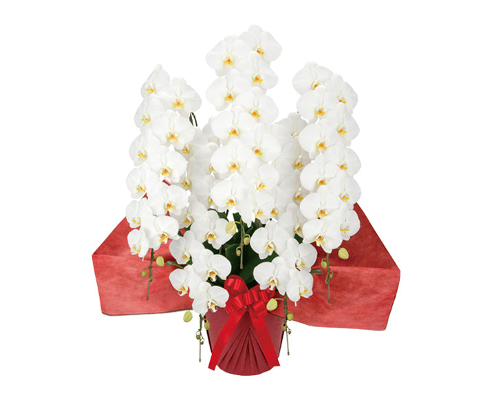 【胡蝶蘭5本立】ハイグレードタイプ