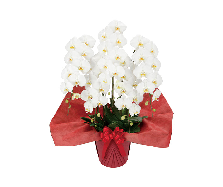 【胡蝶蘭5本立】スタンダードタイプ