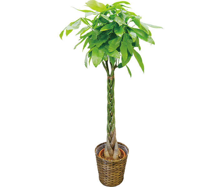 観葉植物(パキラ)