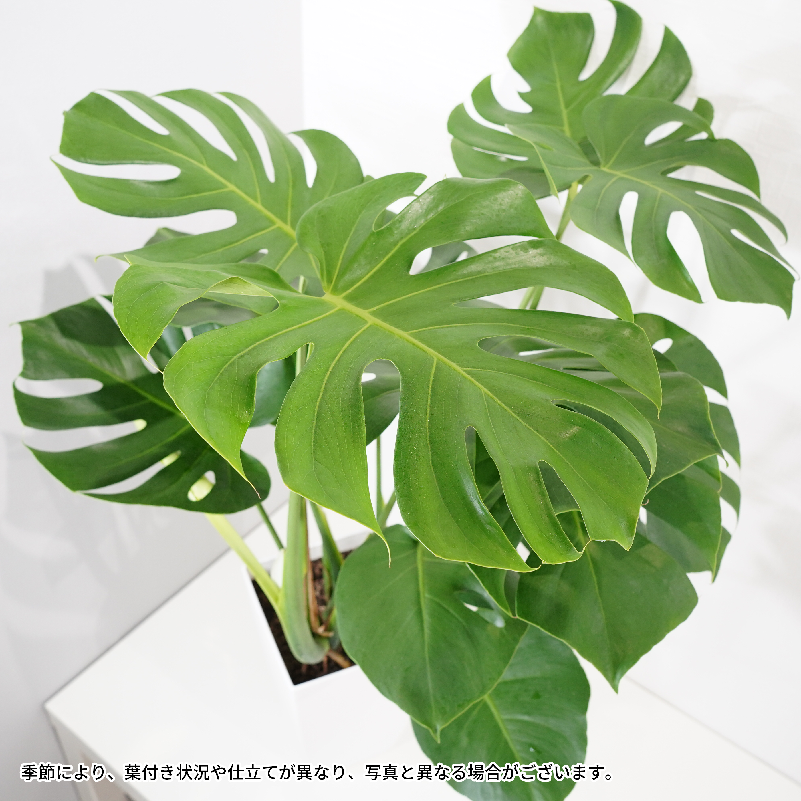 観葉100cm程