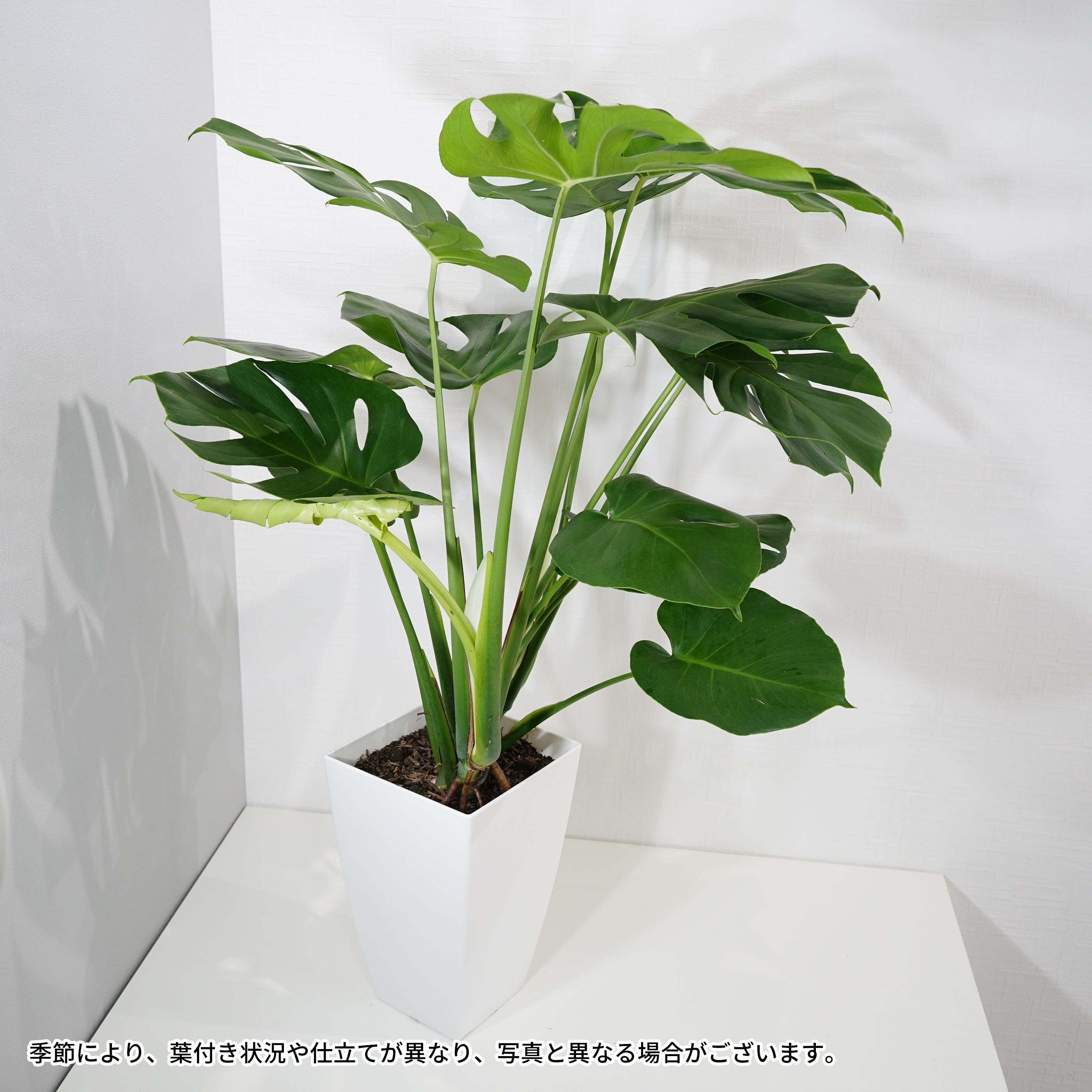 観葉100cm程