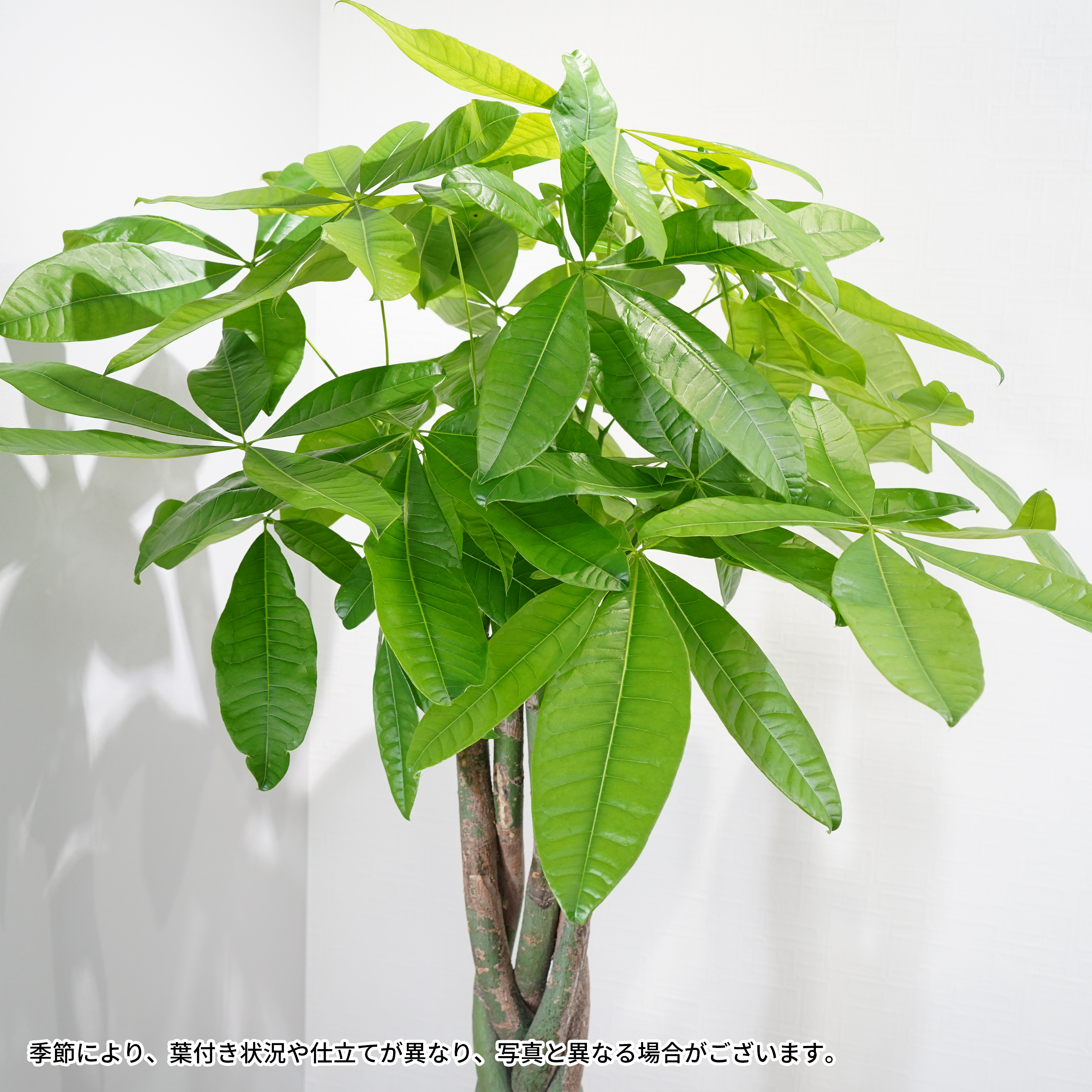 観葉100cm程