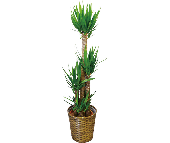 観葉植物(ユッカ)