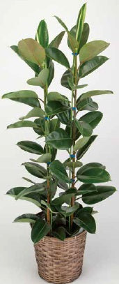観葉植物(ゴムの木)