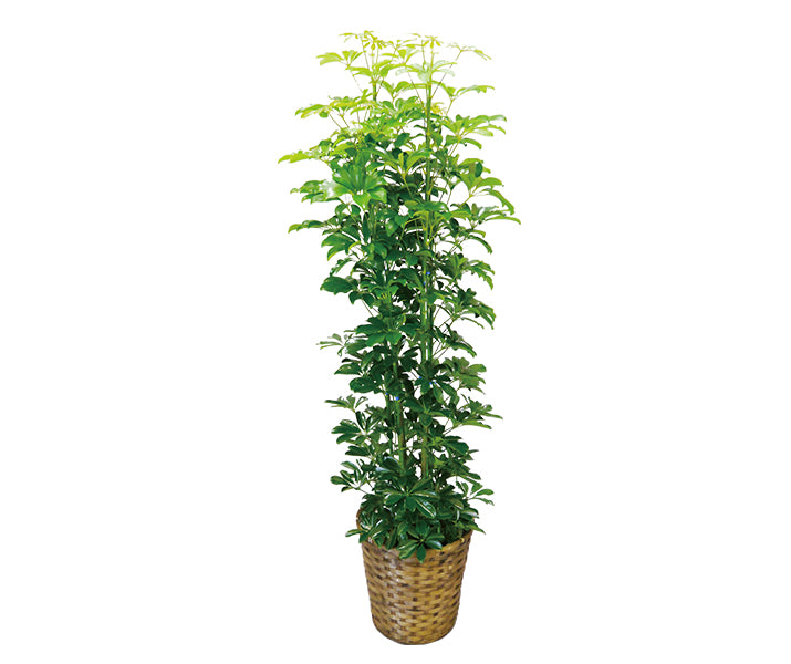 観葉植物(カポック)