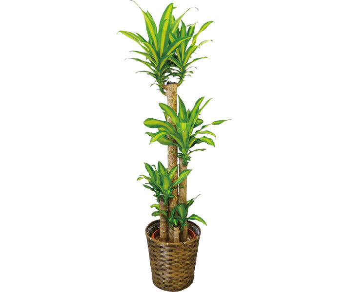 観葉植物(幸福の木)