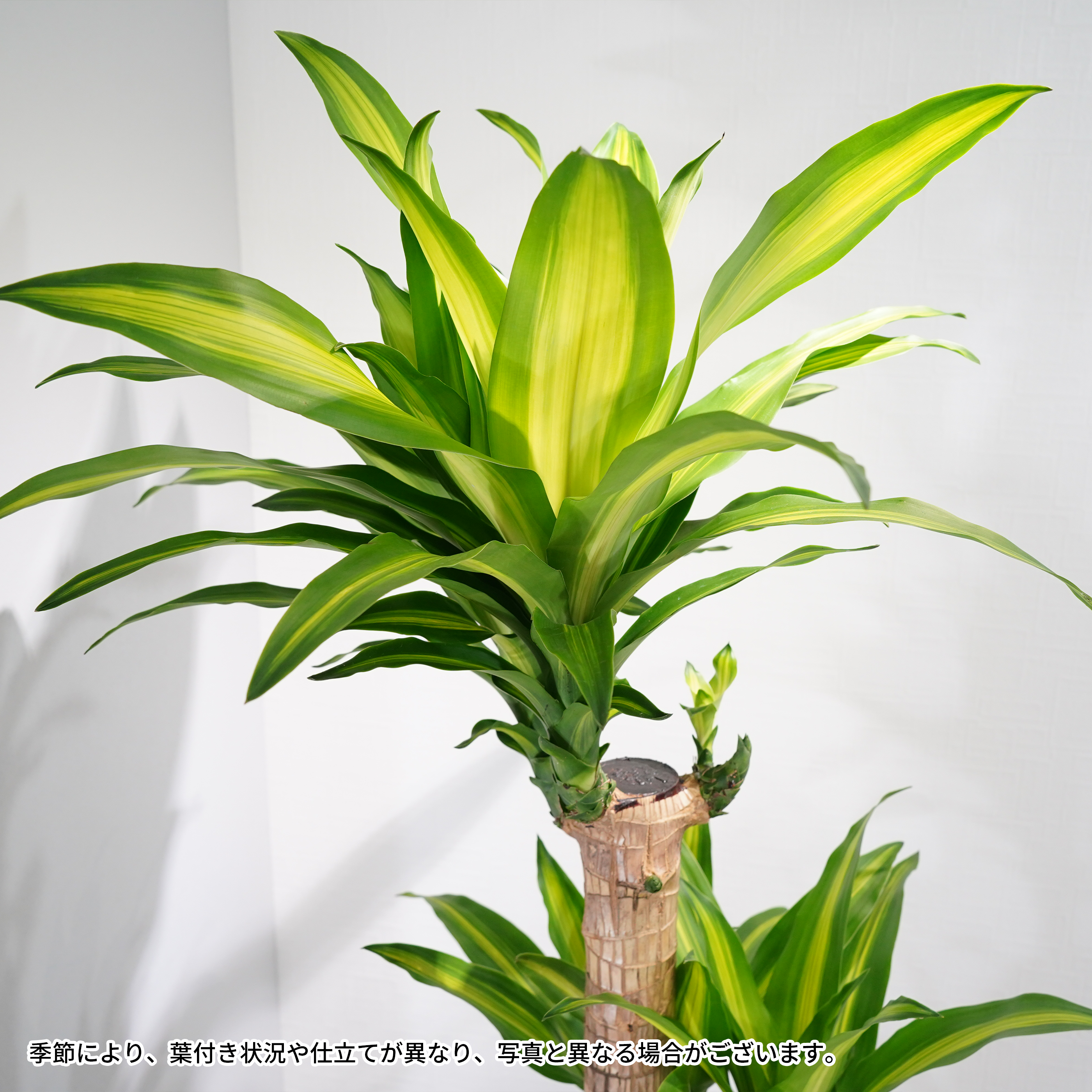 観葉150cm以上