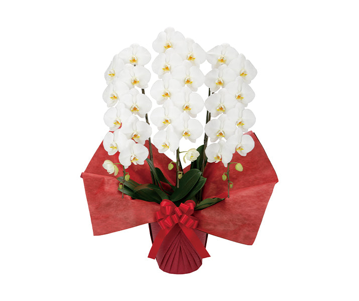 【胡蝶蘭３本立】ミドルタイプ