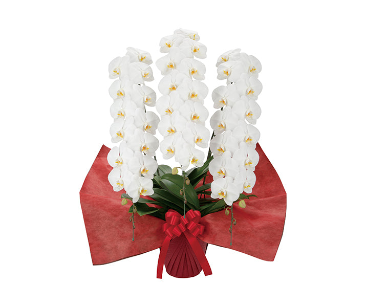 プレミアム胡蝶蘭