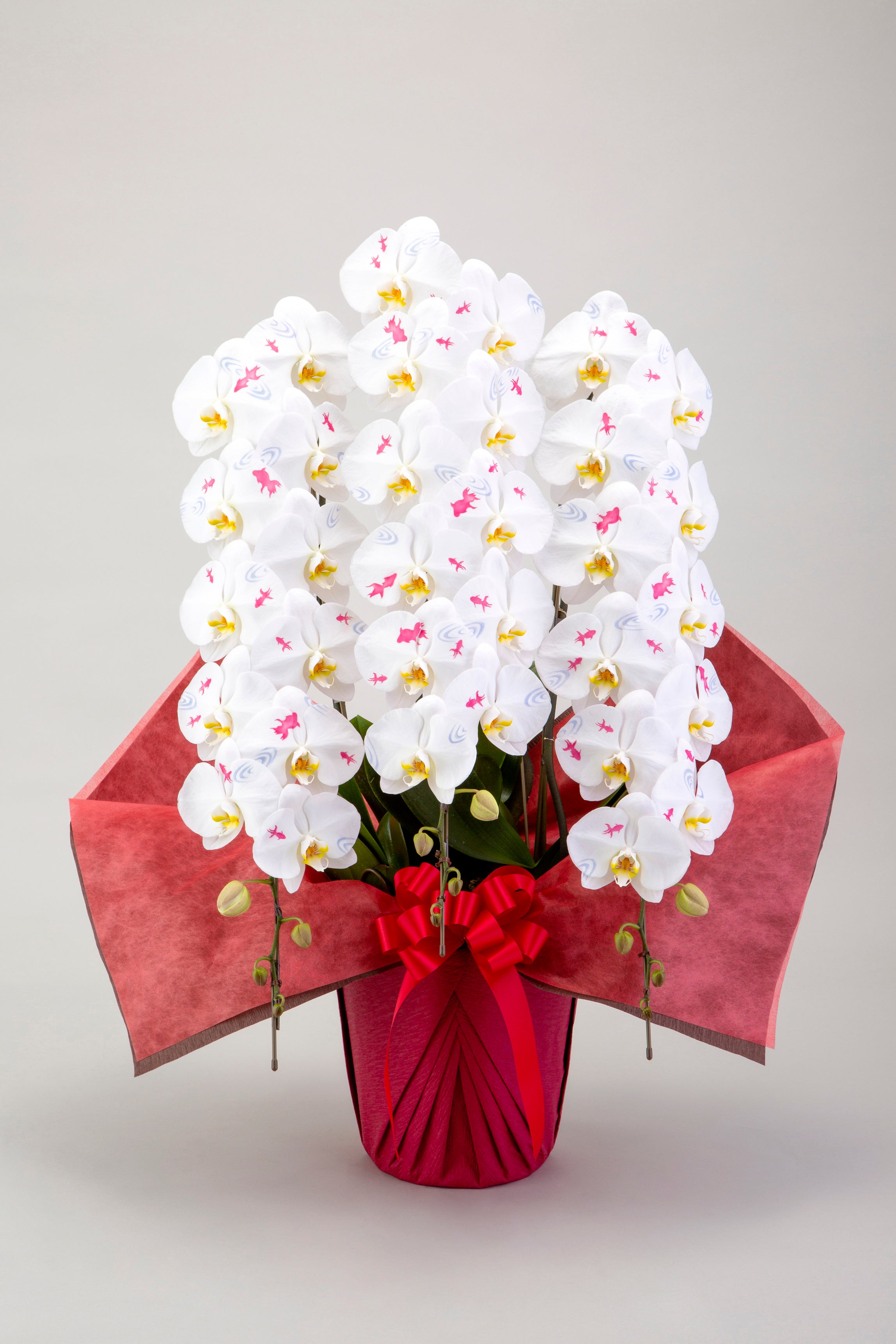 化粧蘭（夏柄）