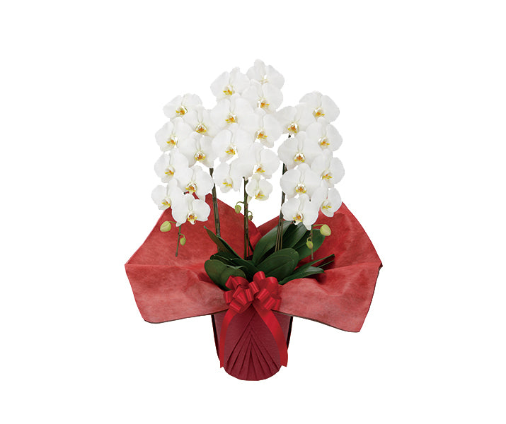 【胡蝶蘭３本立】スタンダードタイプ