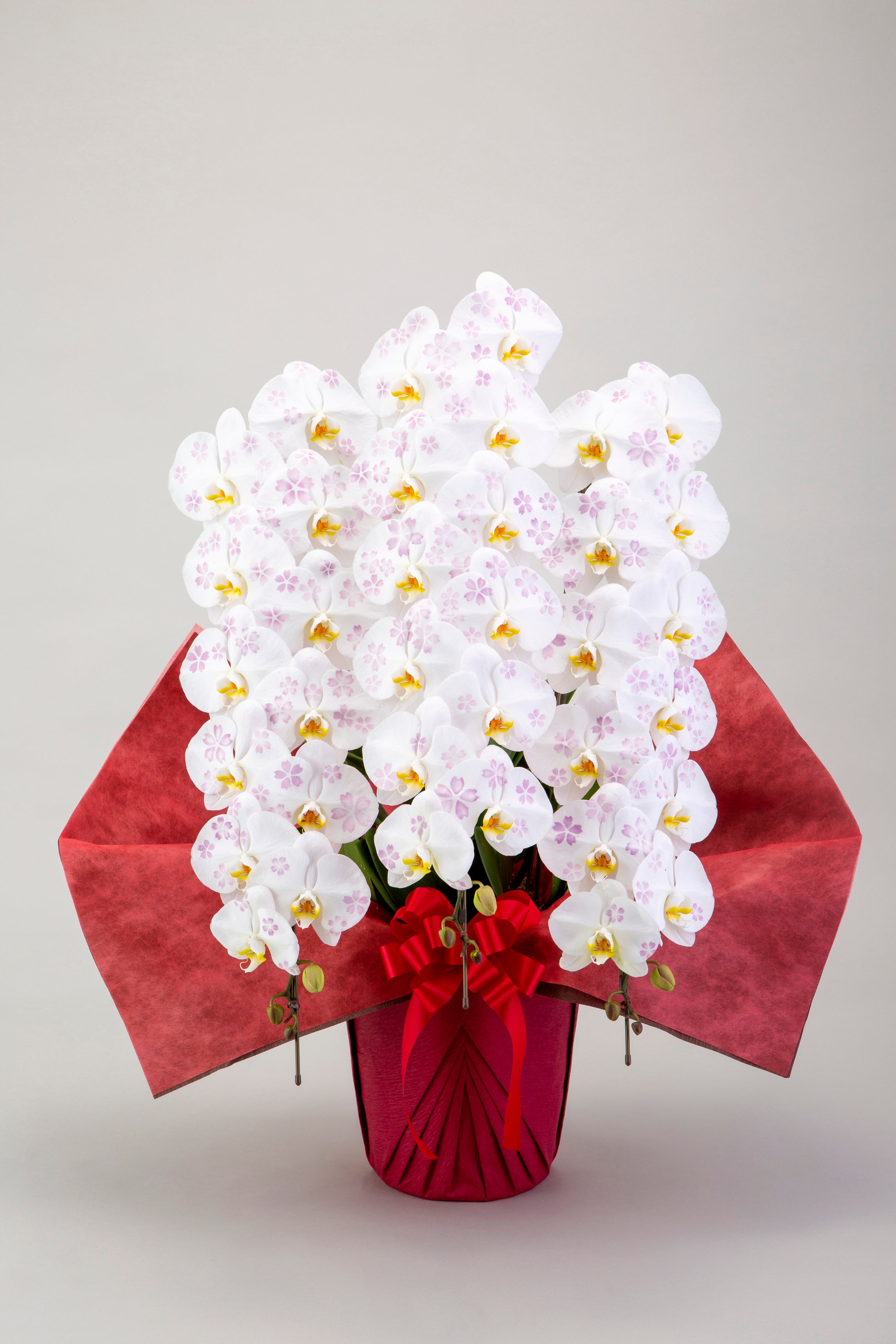 化粧蘭（春柄）