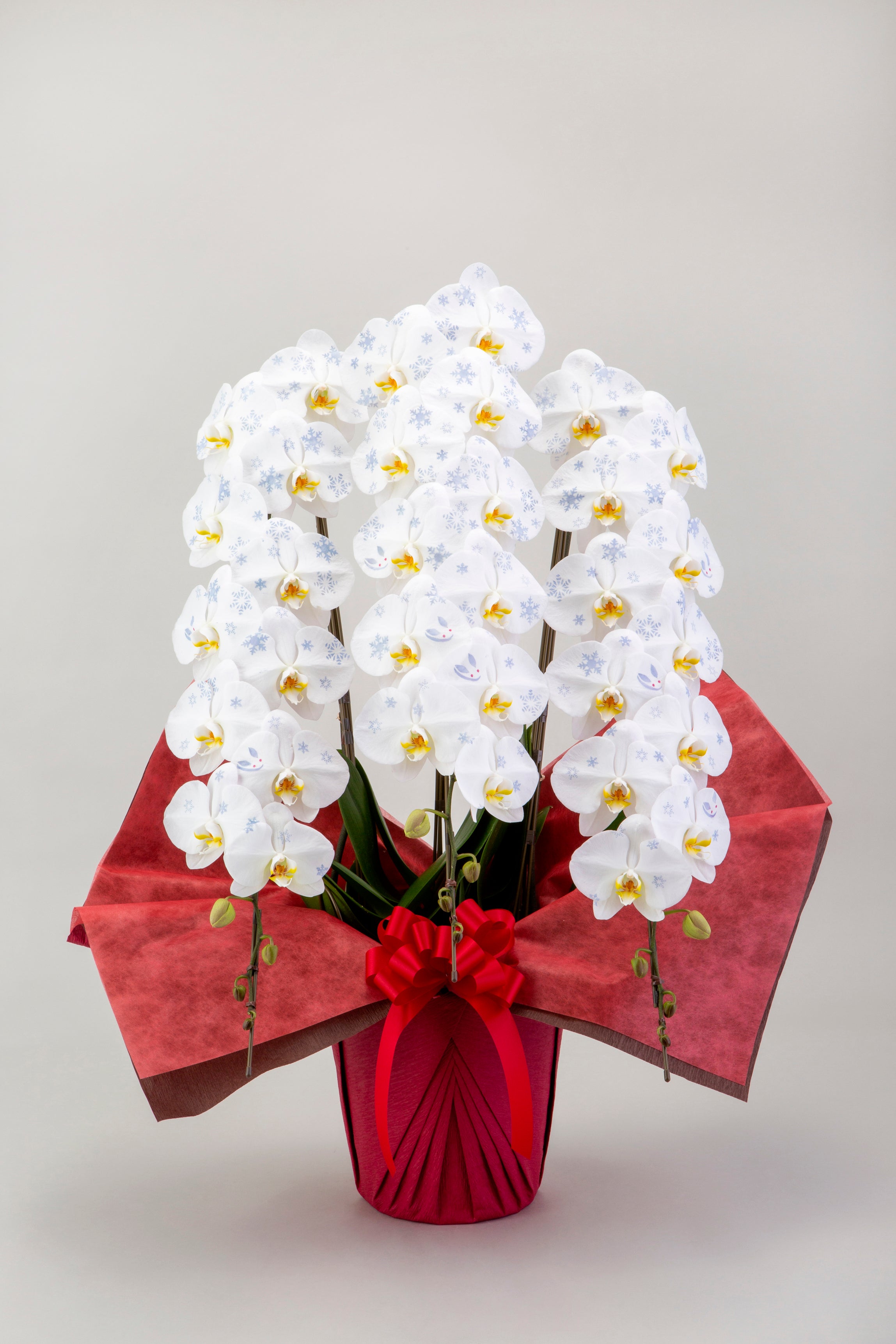 化粧蘭（冬柄）