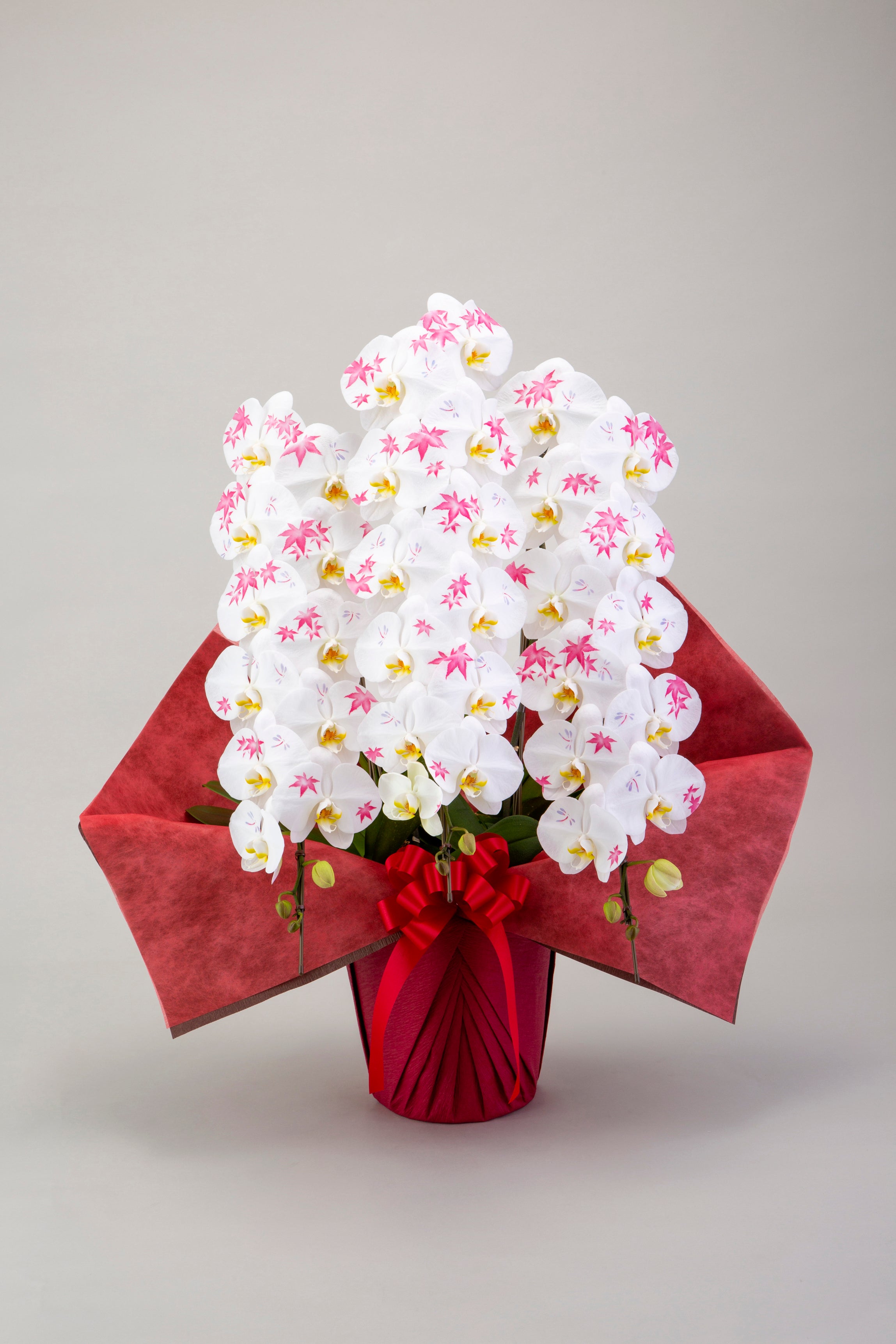 化粧蘭（秋柄）