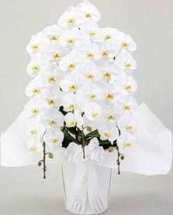 【御供え用】胡蝶蘭