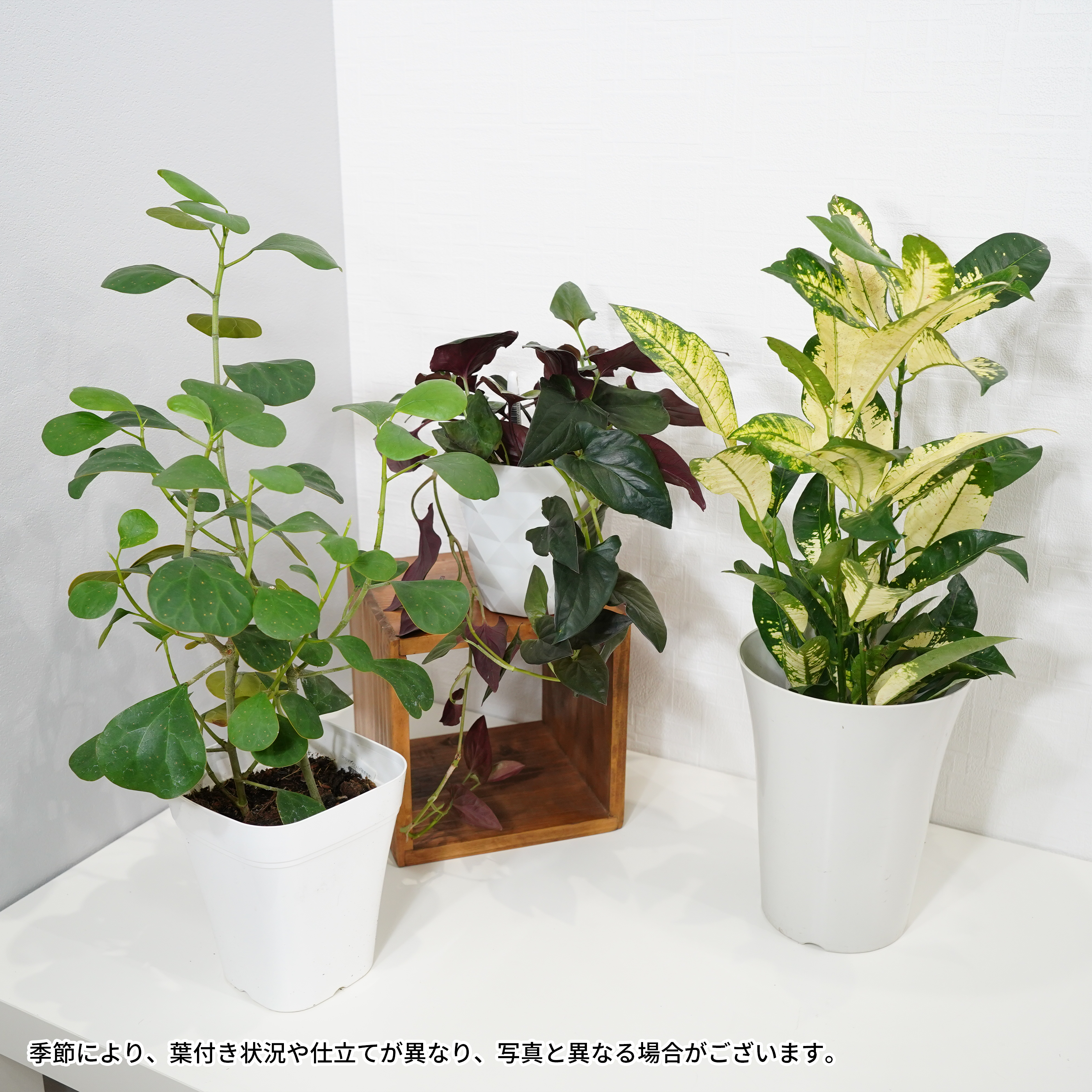 観葉50cm程