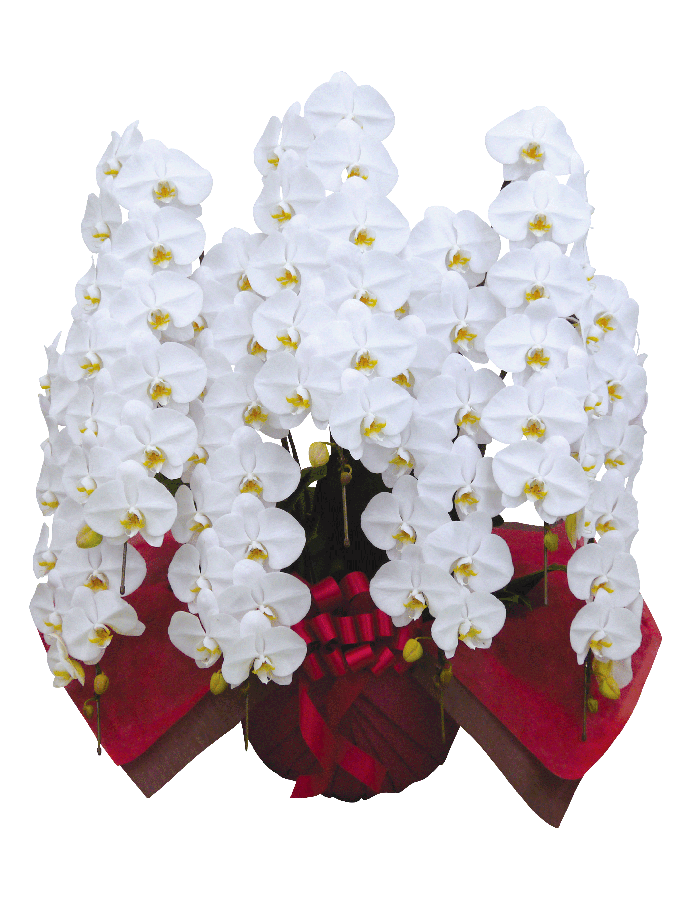 オーダーメイド胡蝶蘭