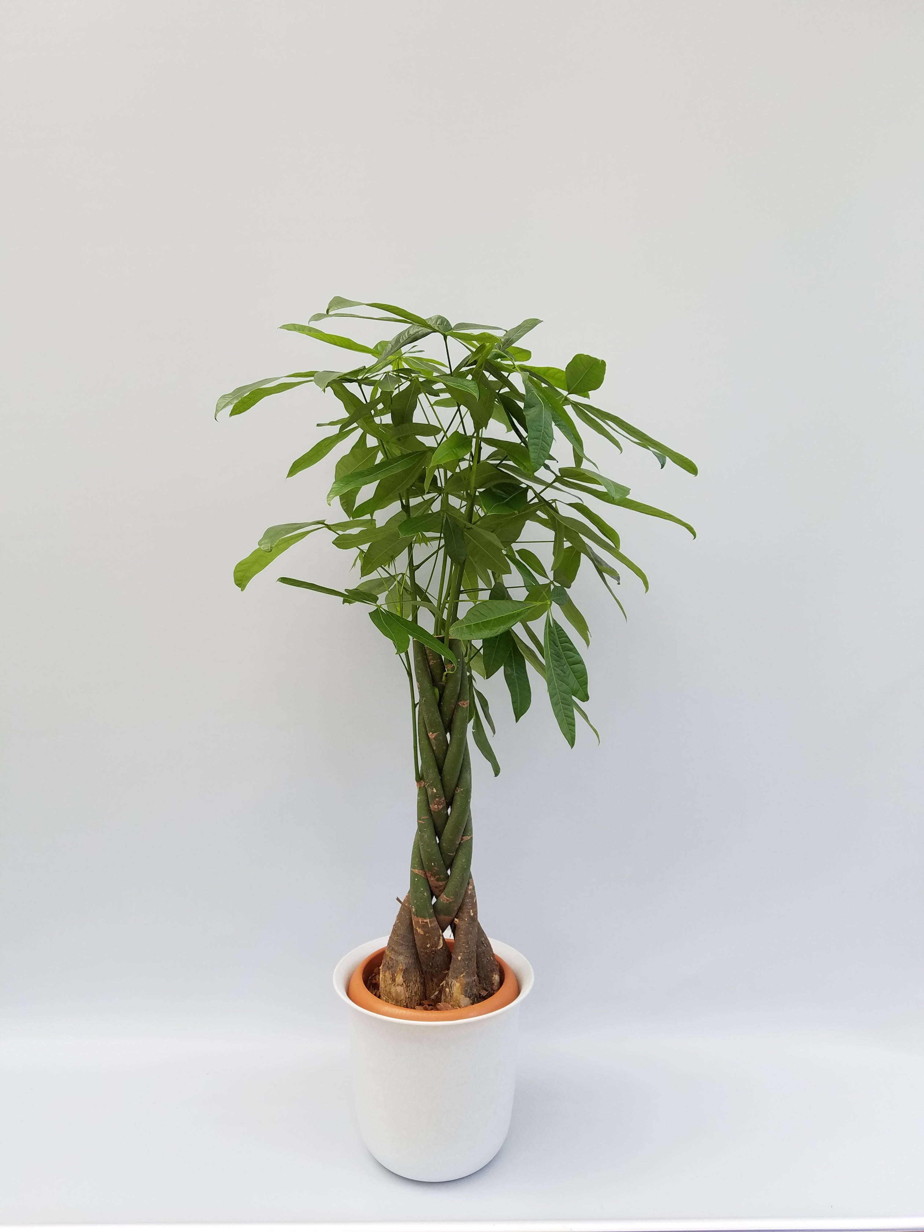 観葉植物(パキラ)