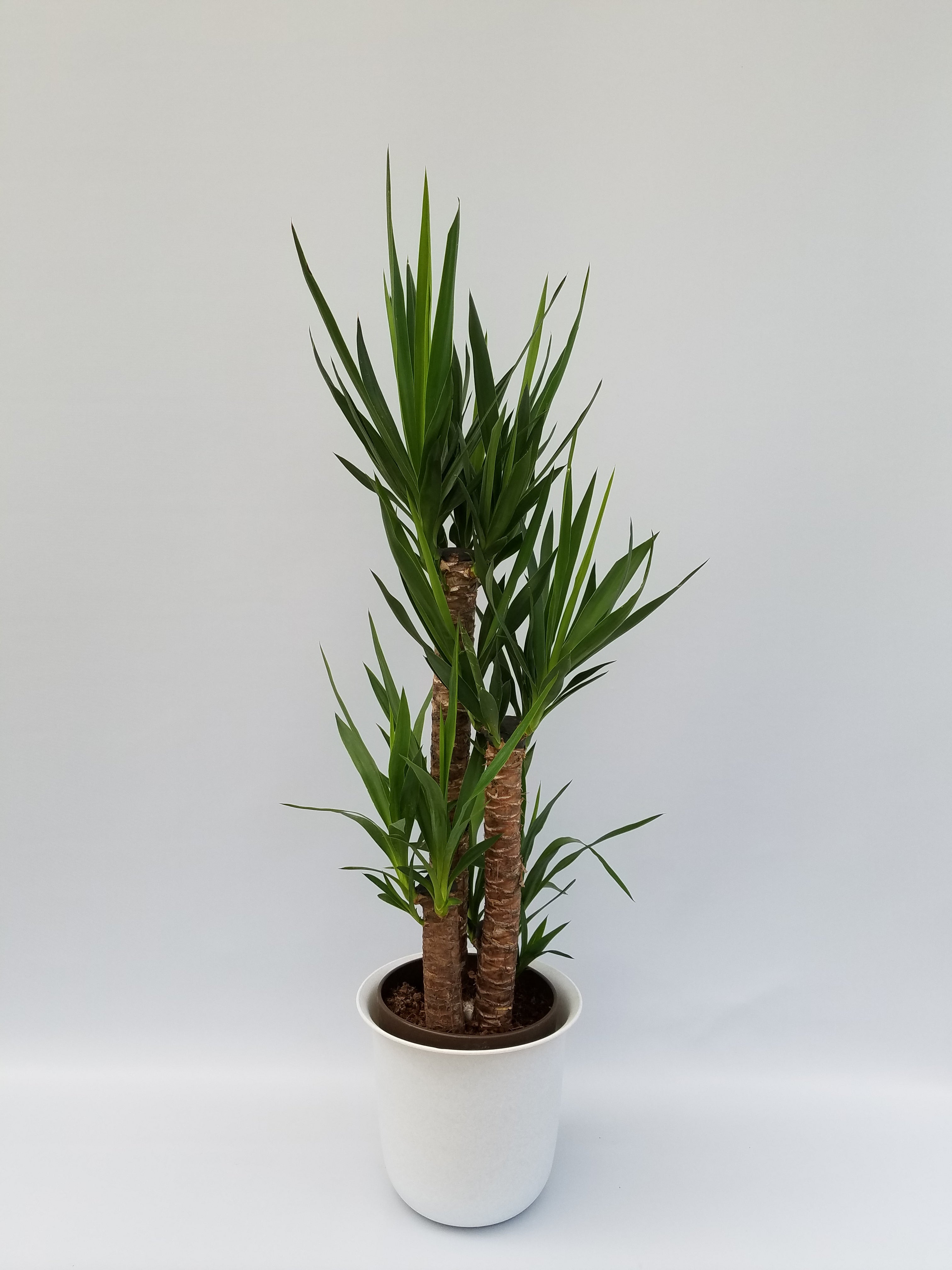 観葉植物(ユッカ)