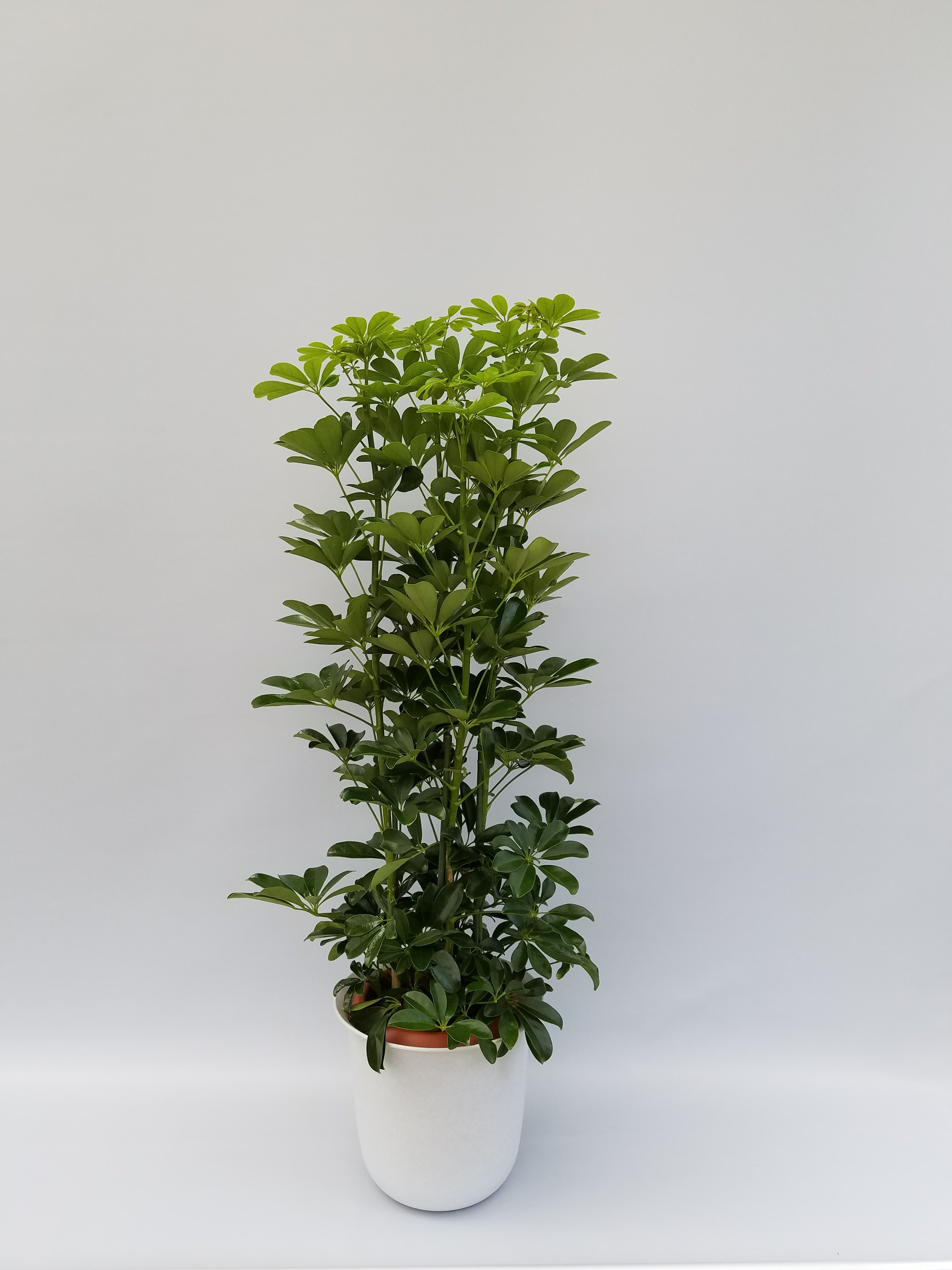 観葉植物(カポック)